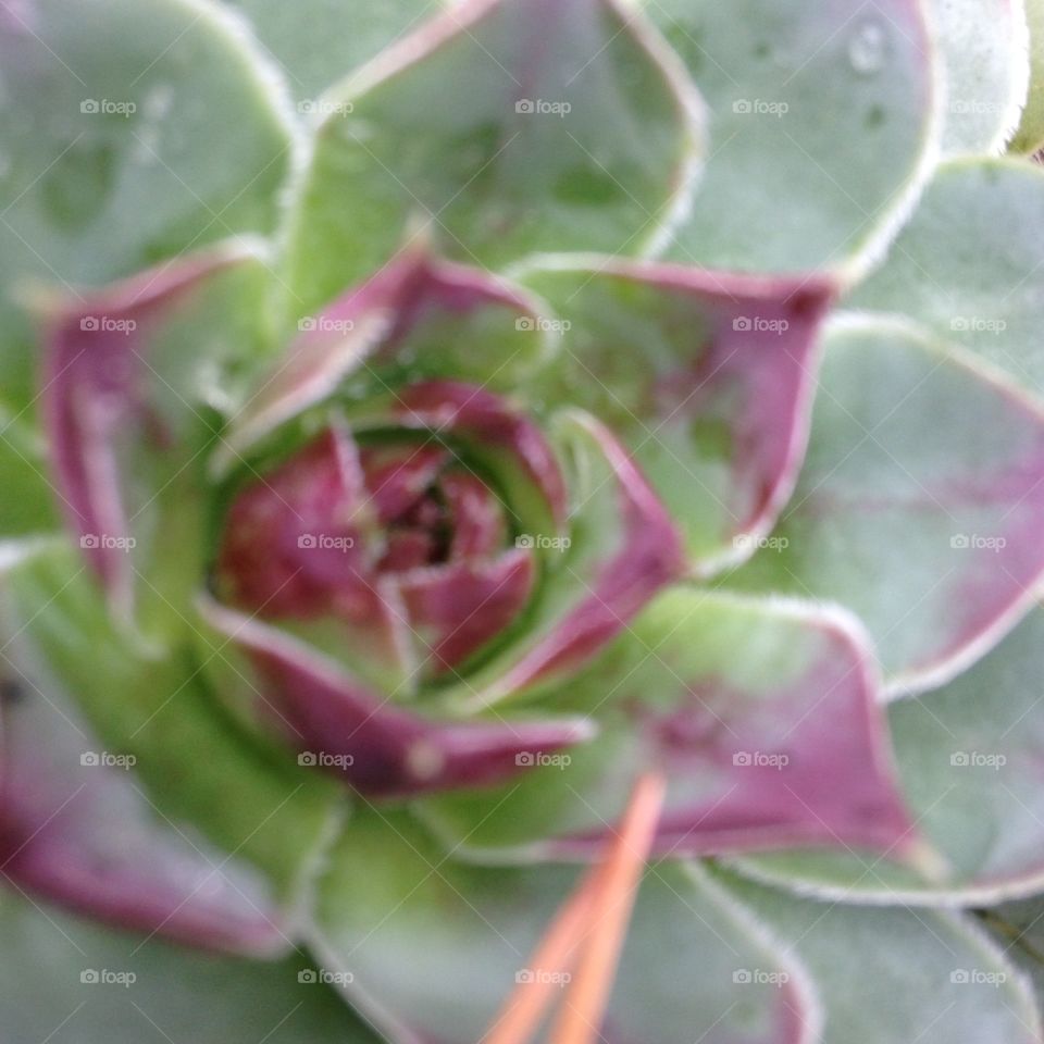 Chicken and hen flower