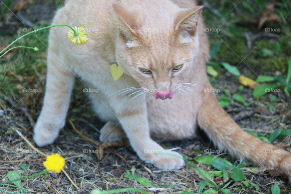 Thirsty cat