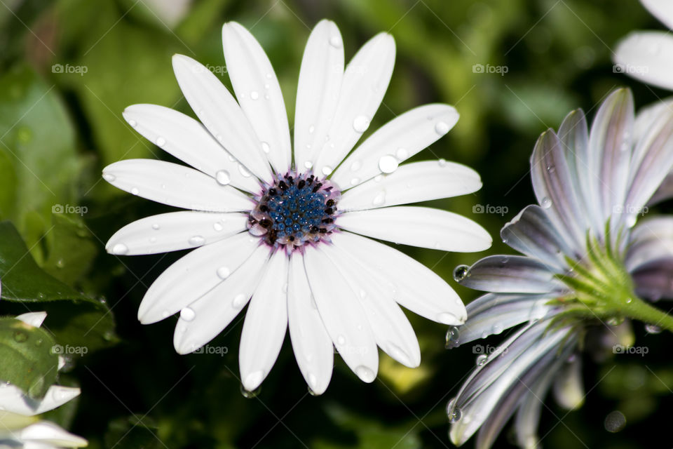 White beautiful summer flower with water droplets - vit blomma vattendroppar sommar  sol