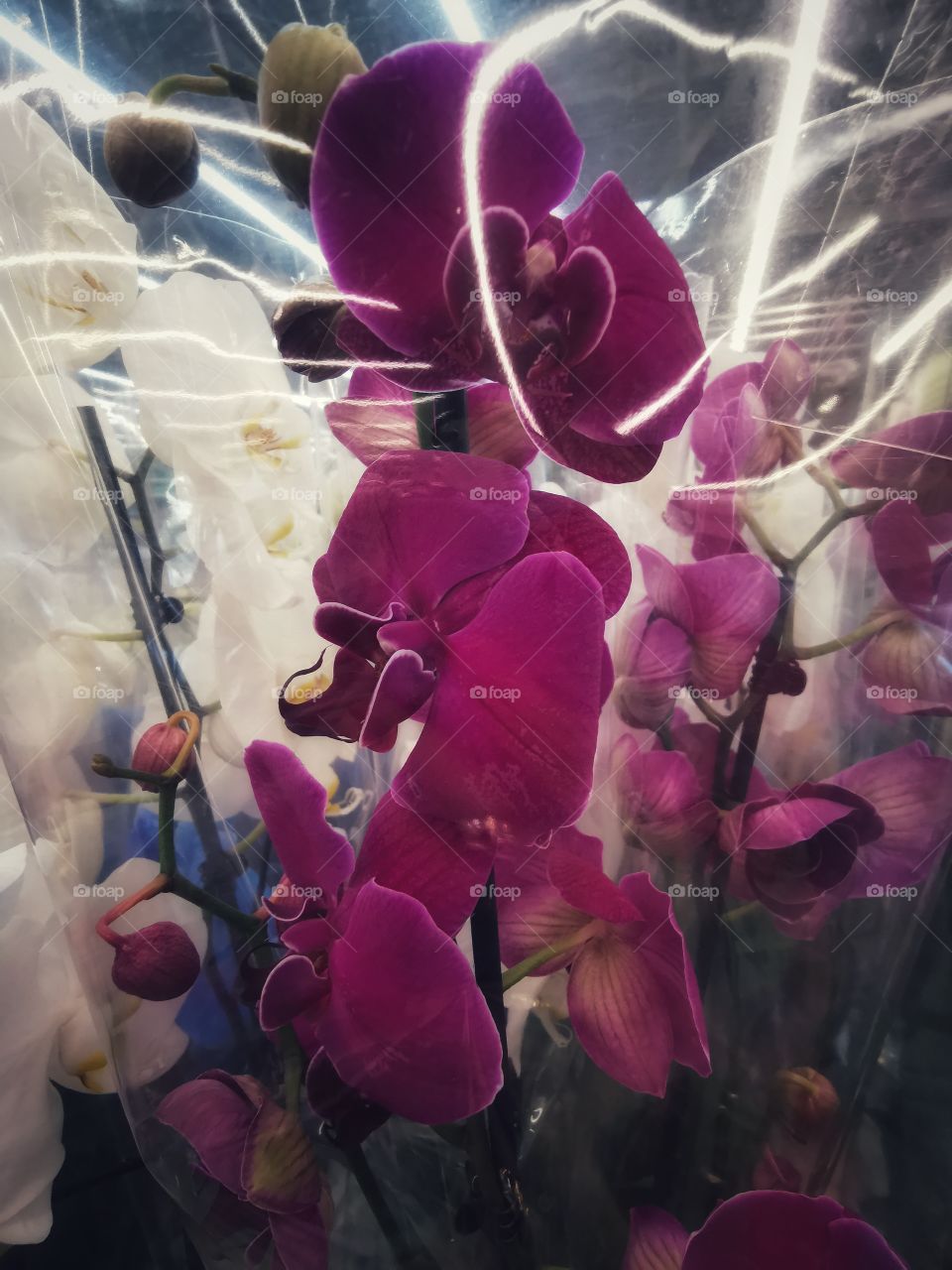 Plant green house Park colors greens