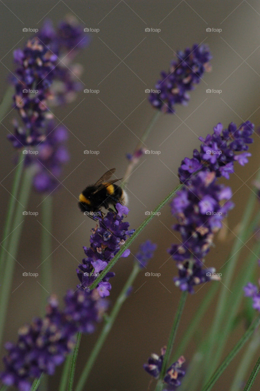 field of park bee by stevephot