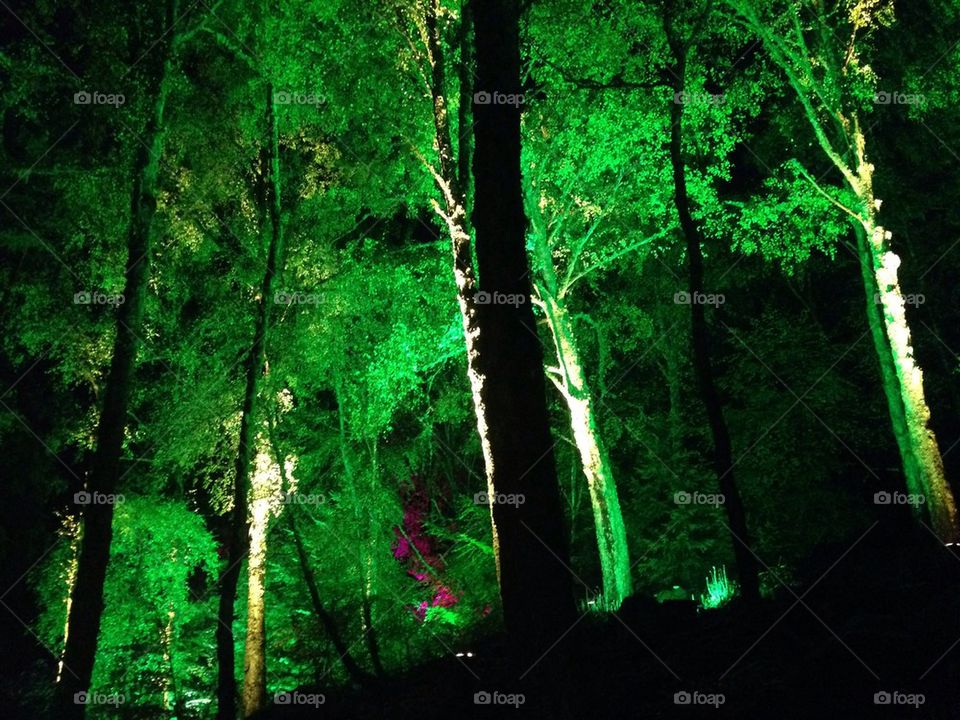 The enchanted forest in Pitlochry, Scotland