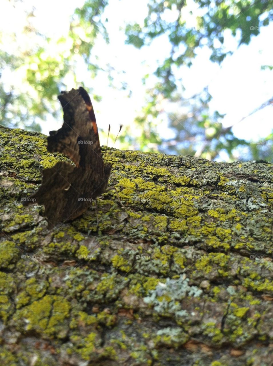 Brown butterfly 