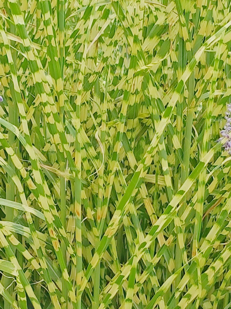 Striped grasses