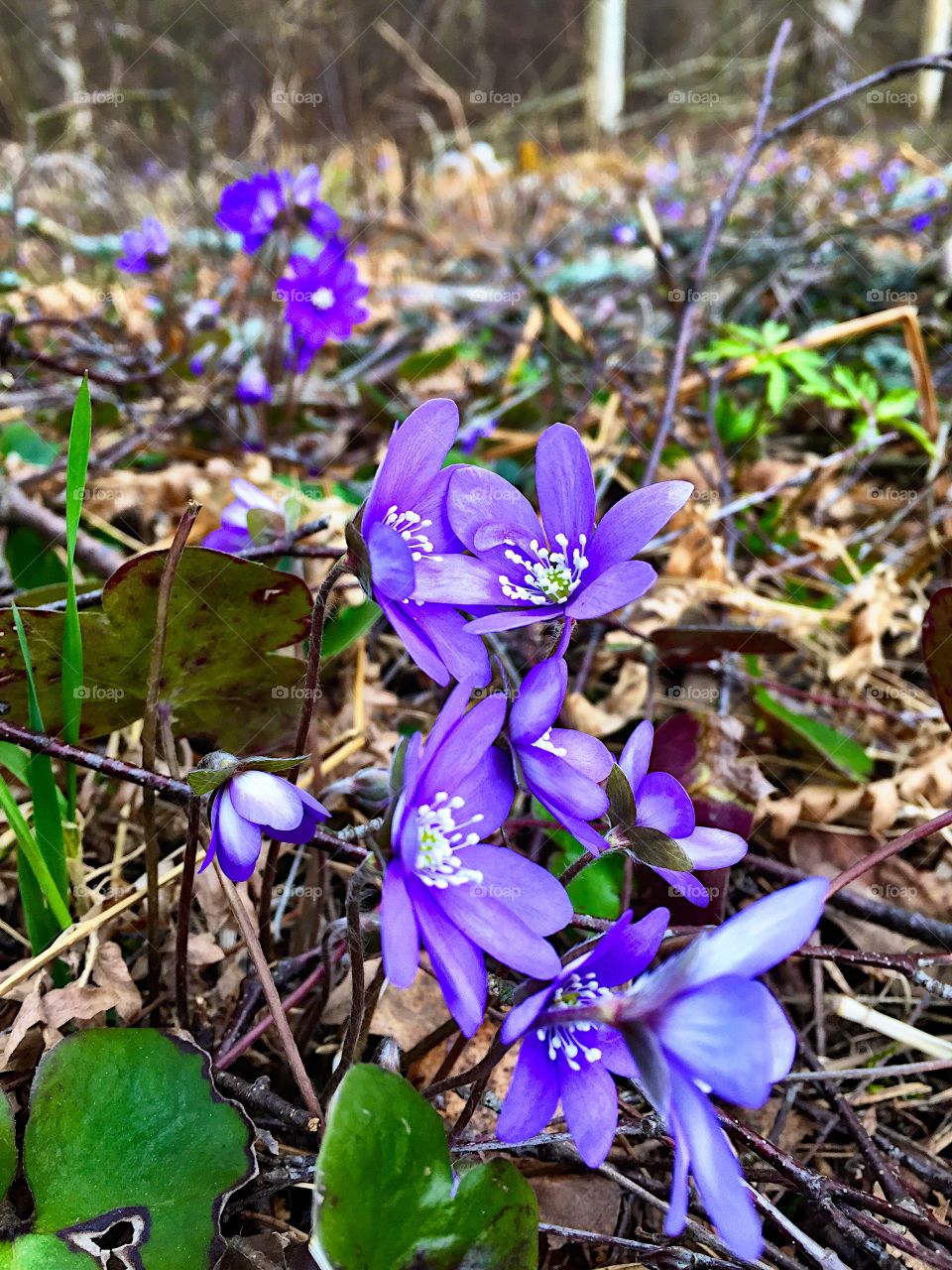 Early spring! 