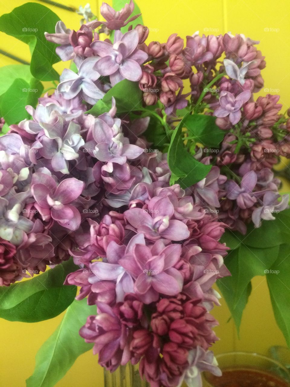 Beautiful lilacs 