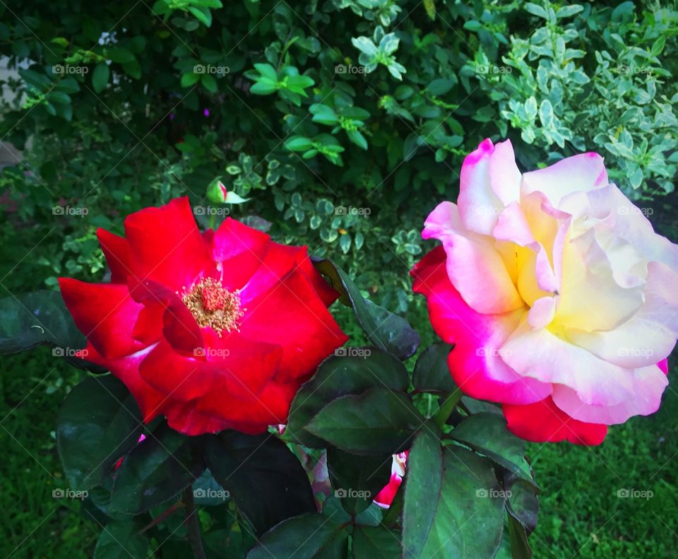 Pretty roses 