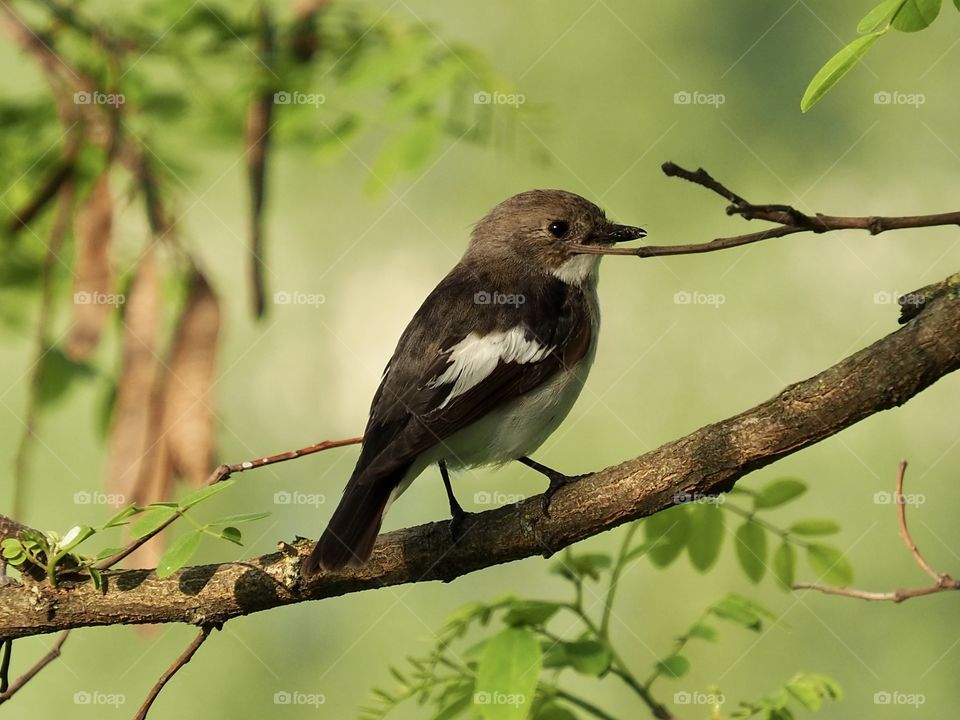 Flycatcher