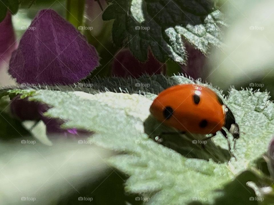 Ladybug 🐞