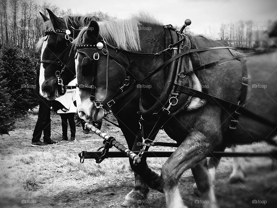 Clydesdales on duty. Focussed and determined. The energy of these beautiful animals resonates power as they pull a cart full of laughing children through a lot full of Christmas Trees eager to be cut down. 