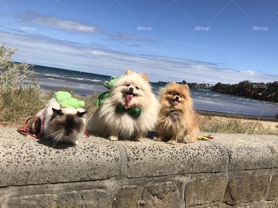 Cuties pets at Cheltenham Beach on St Patrick’s Day with green color on