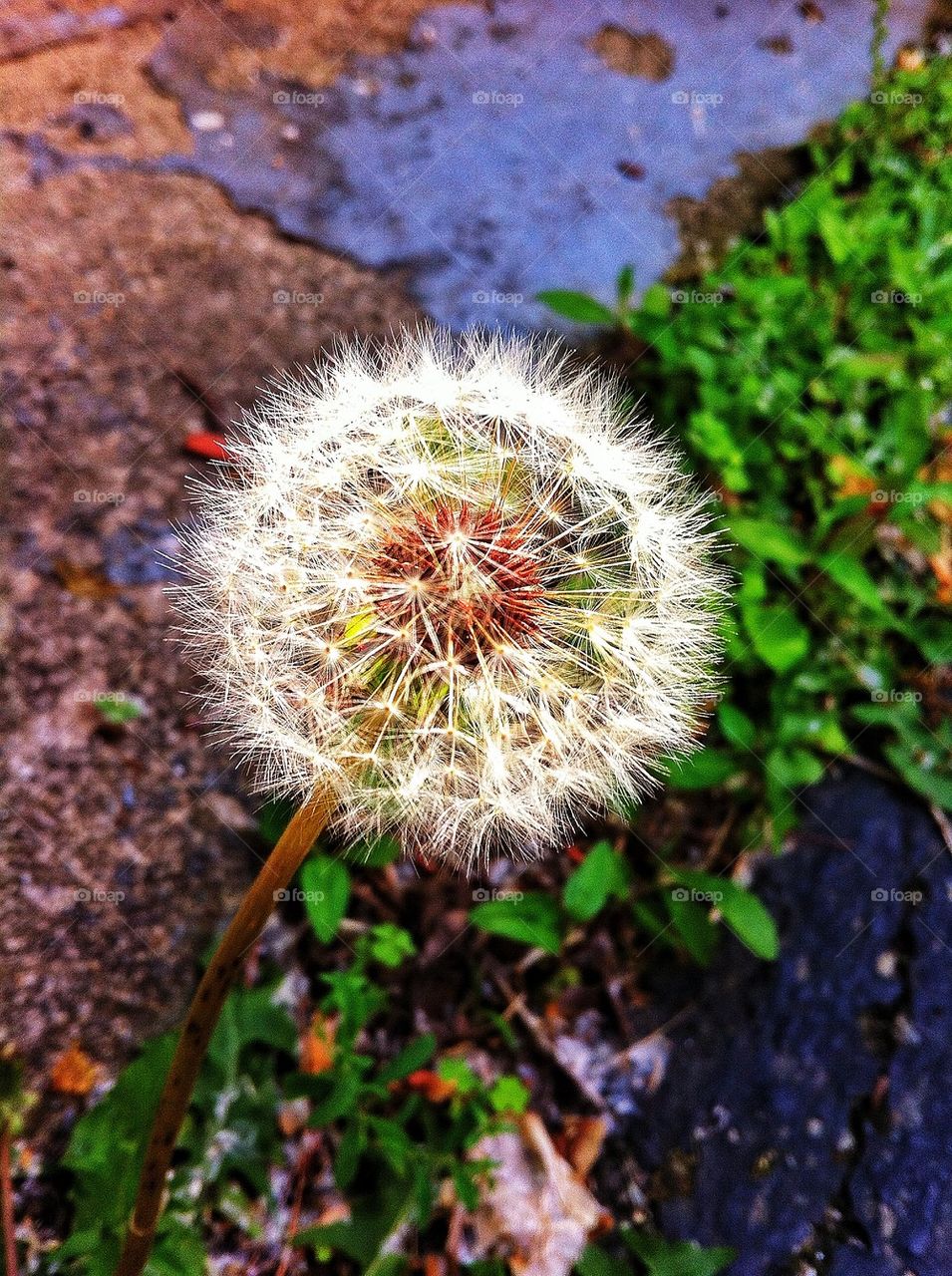 High angle view of dandelion