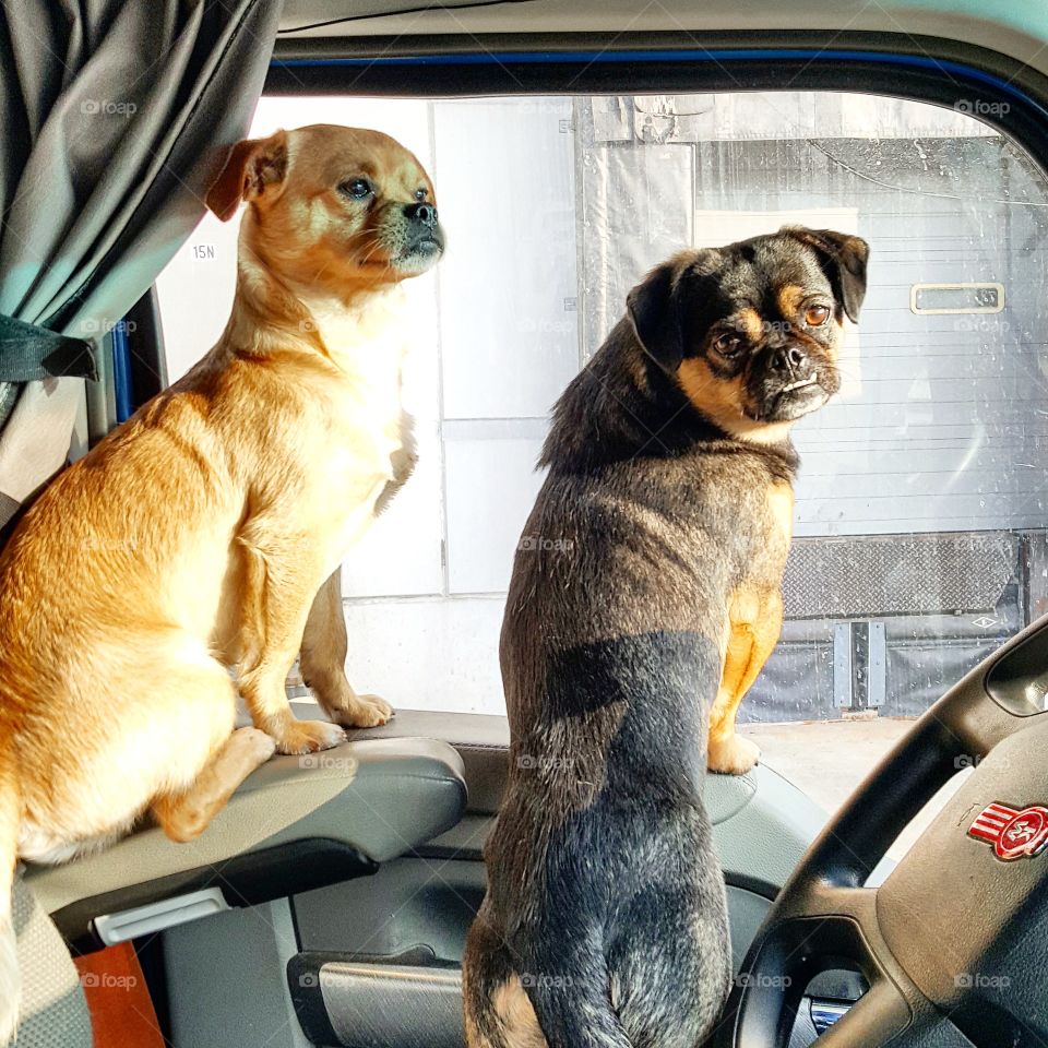dogs on the road