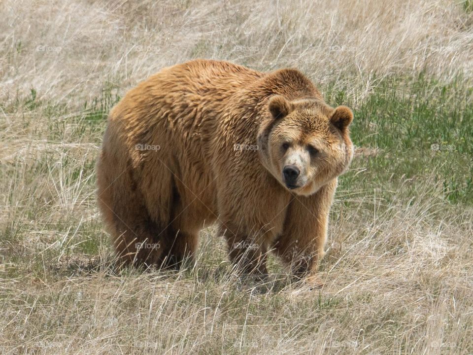A massive Grizzly bear walks in the tall grass at a wild animal sanctuary after having been held as a pet for many years