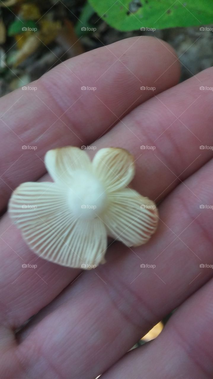 mushroom