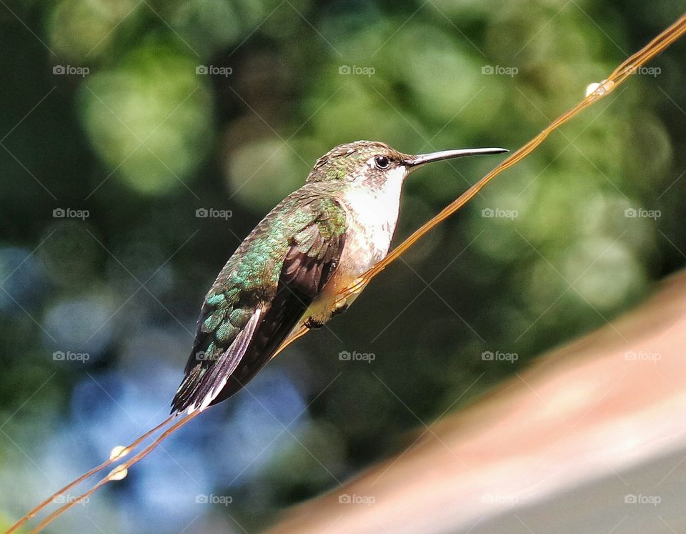 Close-up of hummingbird