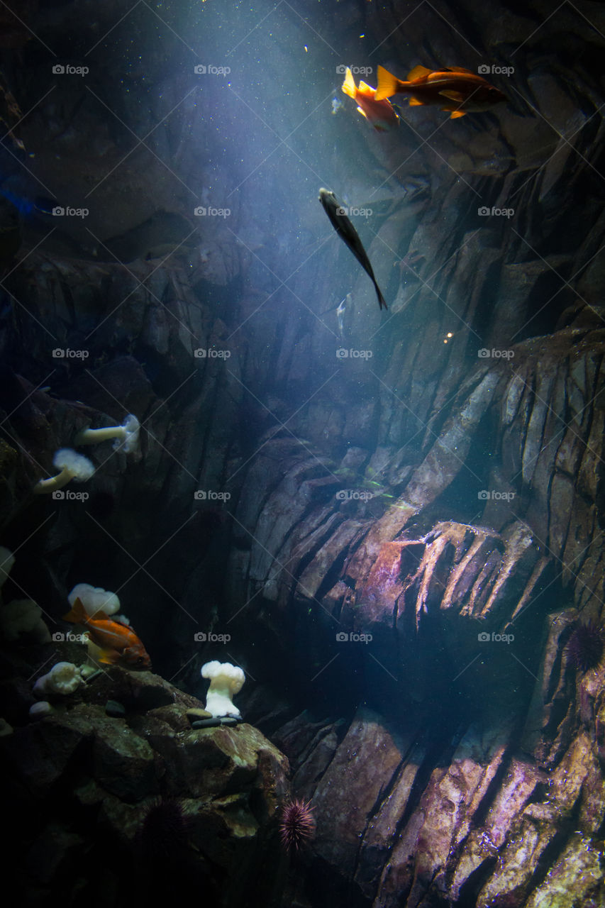 Fish following the light