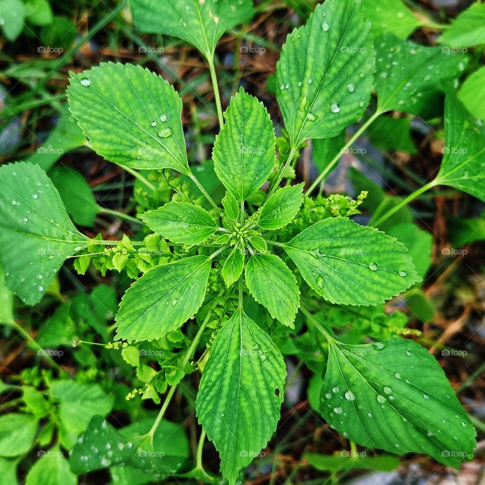 This plant in Indonesia is called Akar Kucing (root cat)