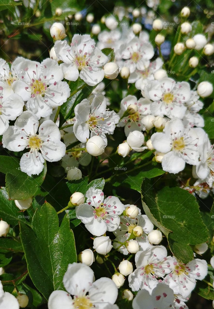 blühen Blüten weiss obst baum flower