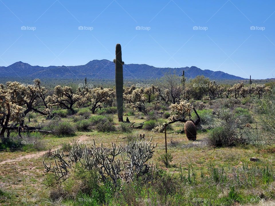 Lone Saguaro Amidst Cholla Cactus