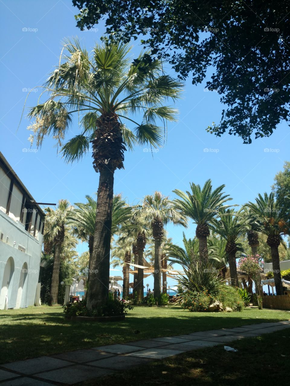 Palm Tree by Sidewalk to Beach