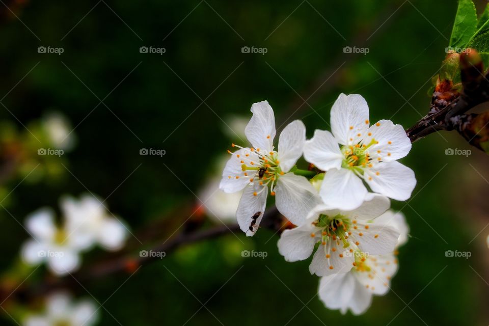 macro photo of the apple's flowers that are blooming with a litlle ant.