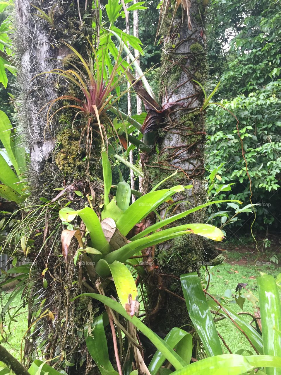 Rainforest vegetation