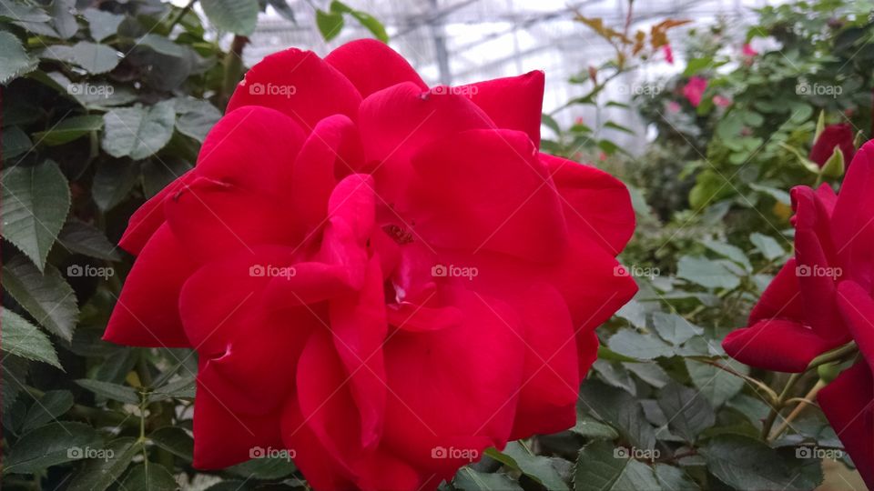 Flower, No Person, Garden, Nature, Leaf