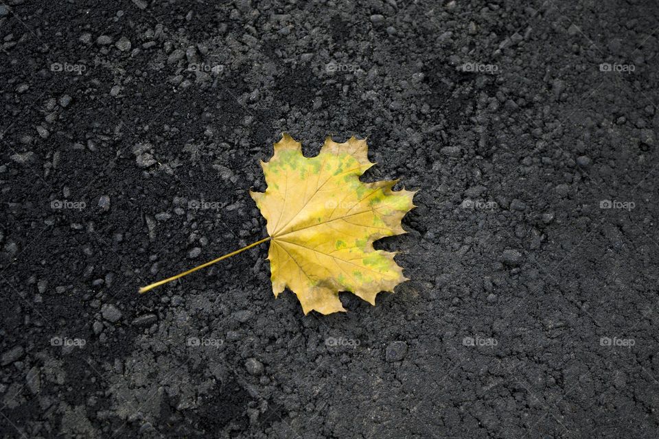 Autumn fall leaf on dark ground