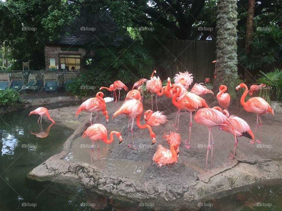 Audubon Zoo Flamingos 