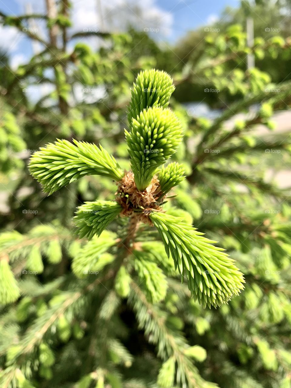 young fir branches with soft light green needles