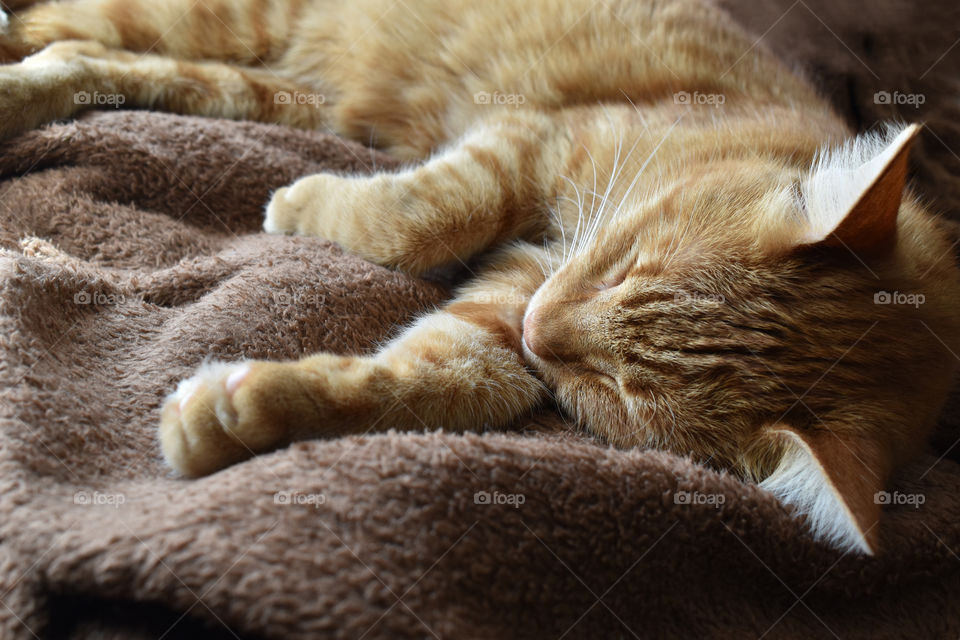 Ginger cat sleeping on a soft brown blanket.
