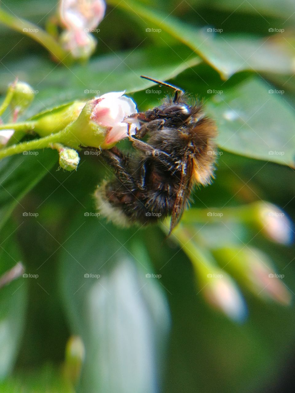 Hummel Blüte blume Insekt