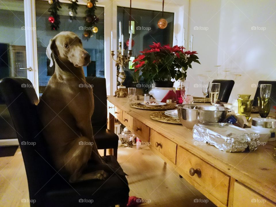 A dog waiting for his opportunity