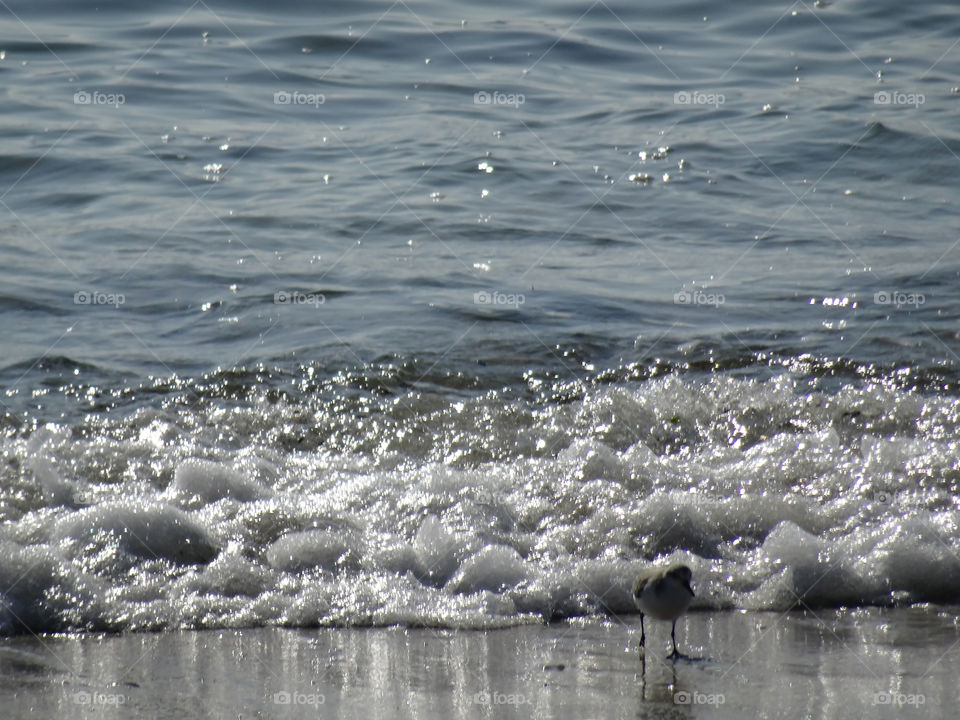 dulin bird near wave environment