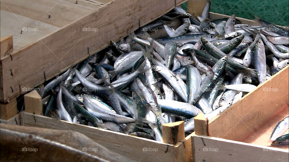 Pesca delle sardine