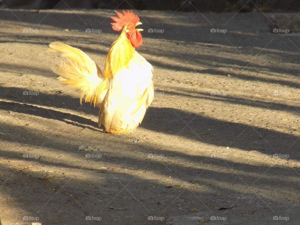 Short-legged Bantam chicken