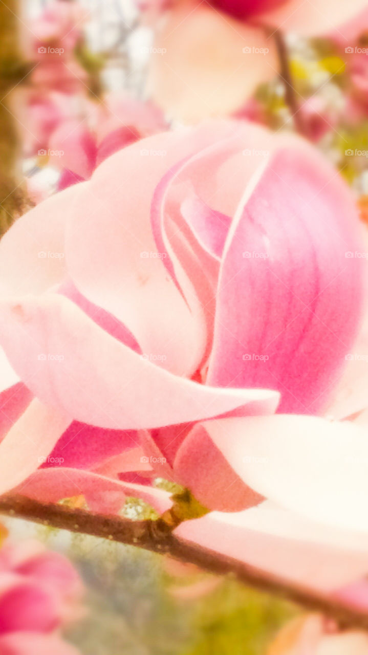 View of cherry blossom