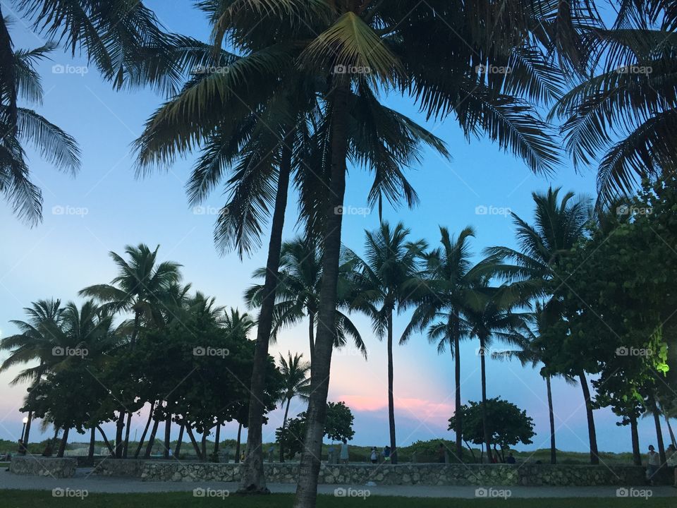 South beach Palm trees