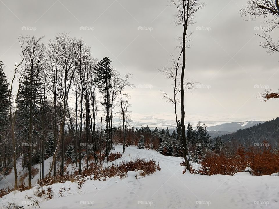 nature covered by snow during winter. Slovakia
