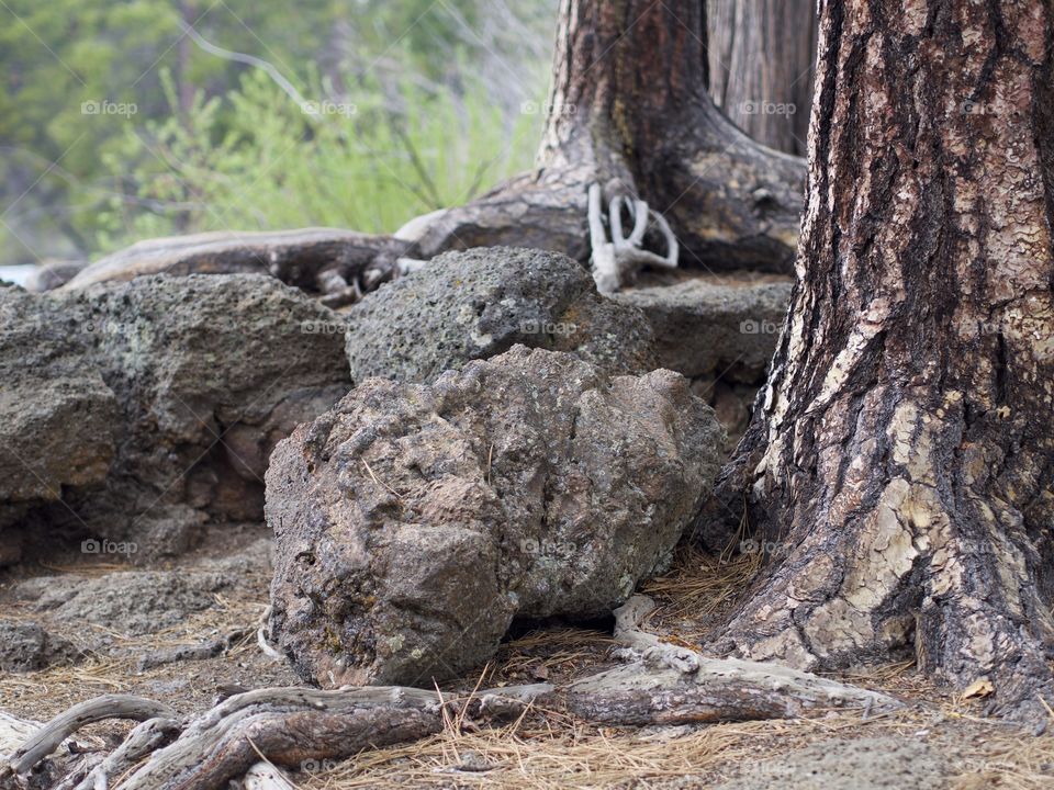 Detailed porous rocks on the forest floor amongst the ponderosa pine trees on the banks of the Deschutes River in Central Oregon. 