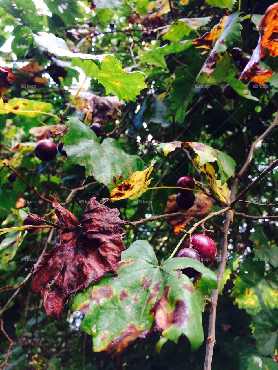Muscadine in the woods