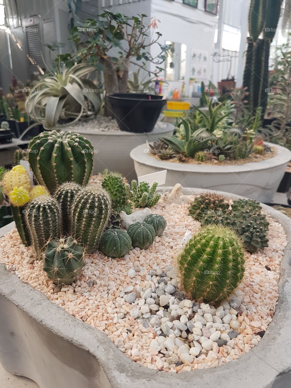 cactus in pot look like the small garden