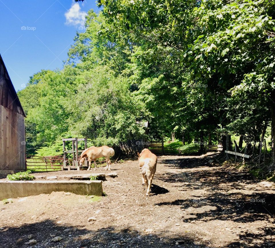 multiple horses on their barn field 