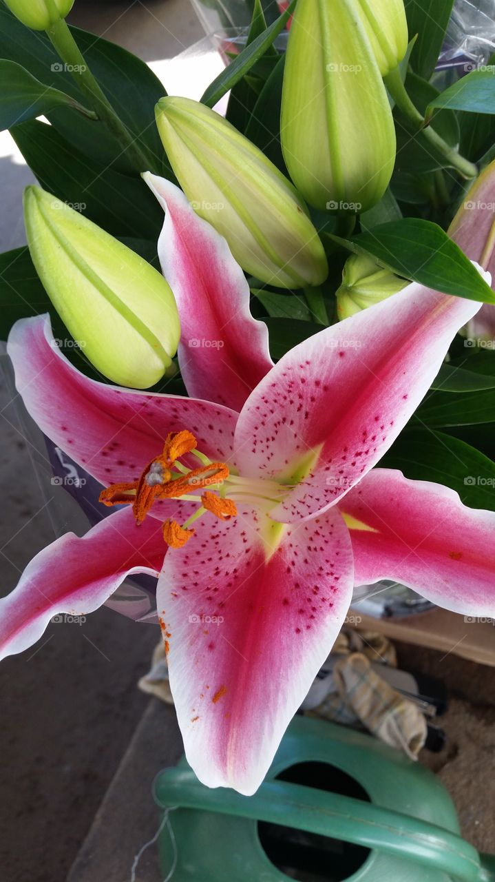 Elevated view of pink flower