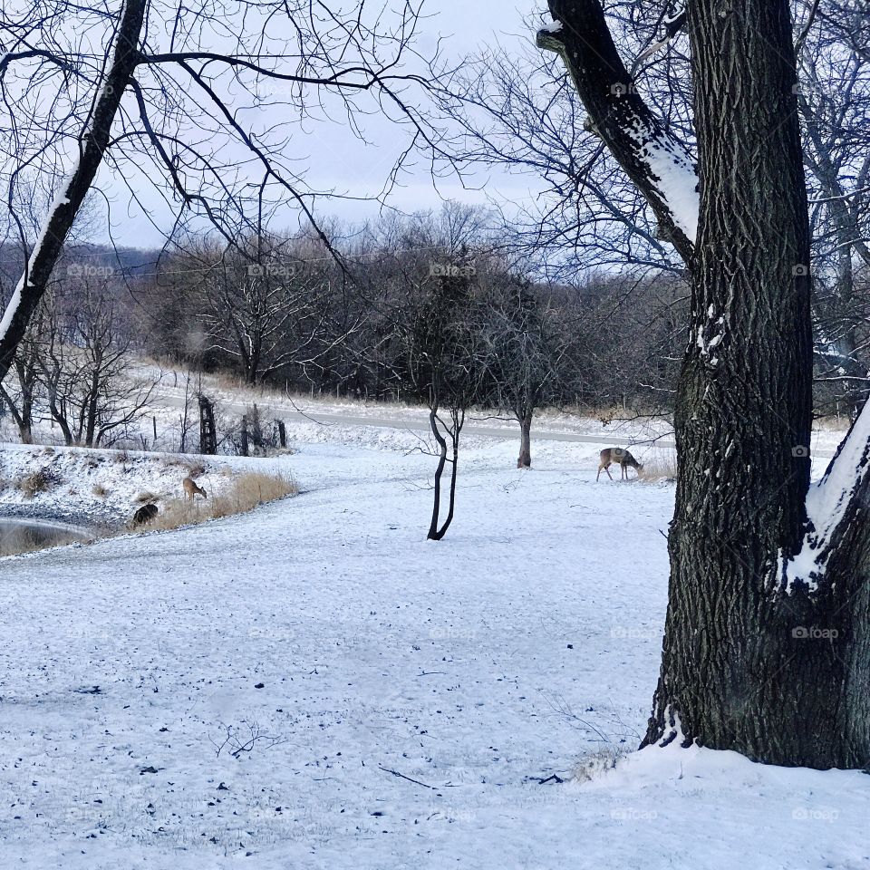 Deer in snow