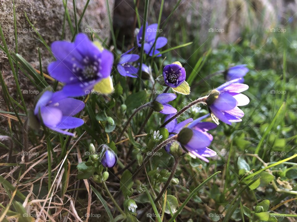 Hepatica 