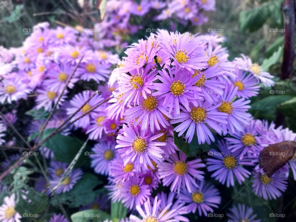 Abundant bloom of autumn flowers in the garden