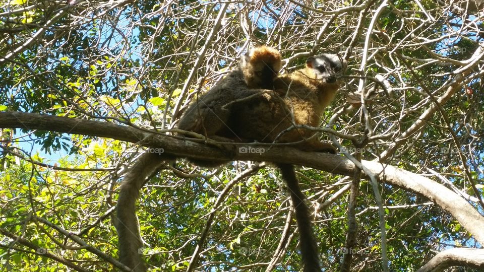 Brown lemurs cuddling on a branch in Madagascar