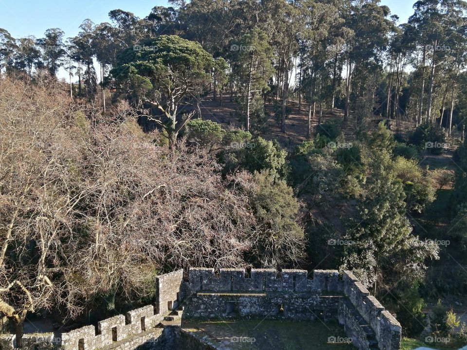 Castle in the forest